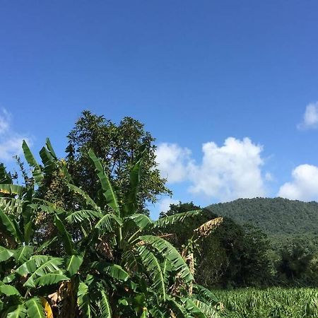 Logement En Pleine Verdure Tropicale -10 Min Plage Le Morne-Rouge Екстер'єр фото