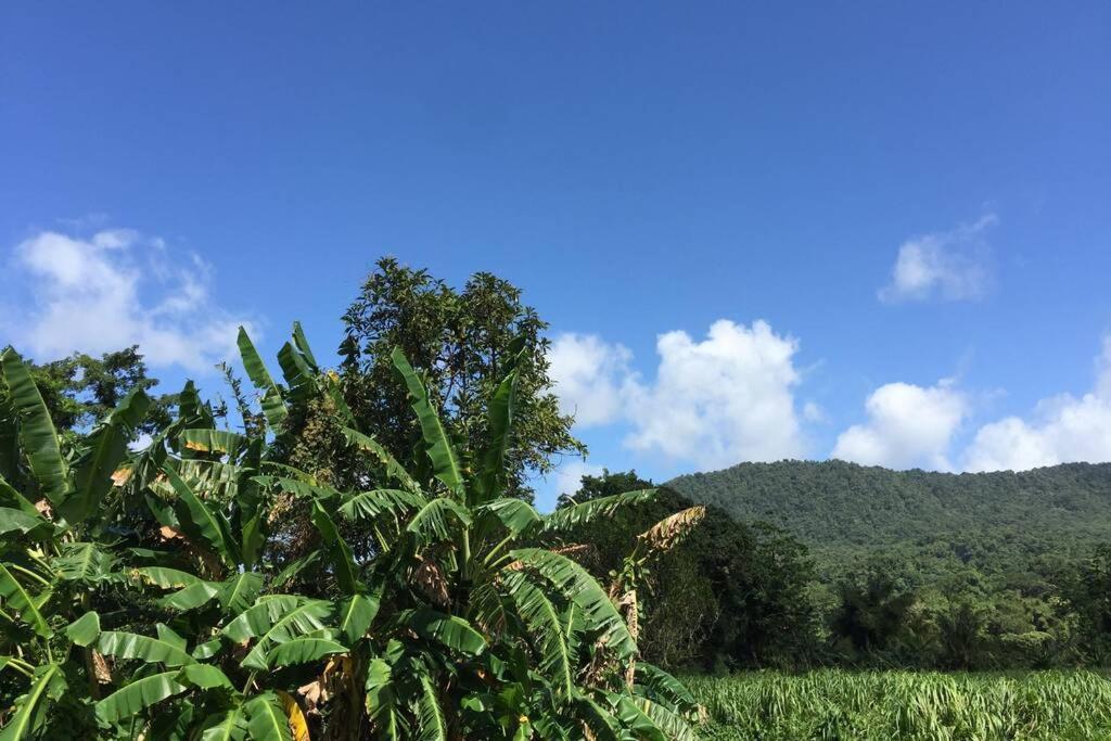 Logement En Pleine Verdure Tropicale -10 Min Plage Le Morne-Rouge Екстер'єр фото