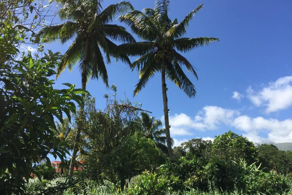 Logement En Pleine Verdure Tropicale -10 Min Plage Le Morne-Rouge Екстер'єр фото